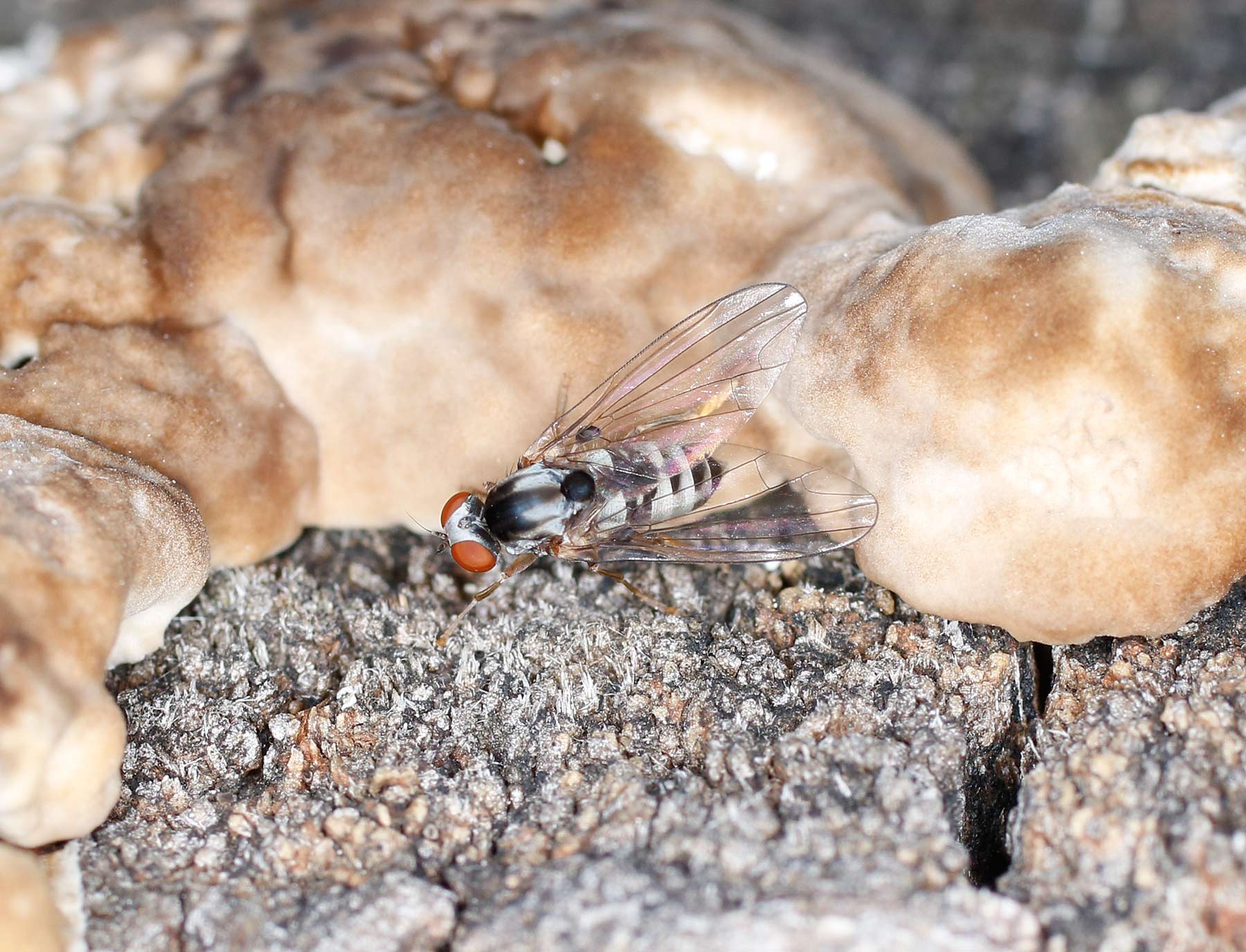 Platypezidae: Polyporivora picta, femmina